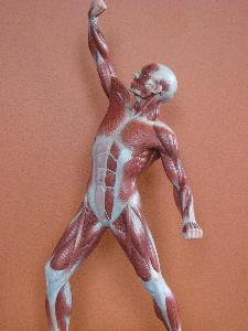 Muscular anatomy illustration for therapeutic exercise